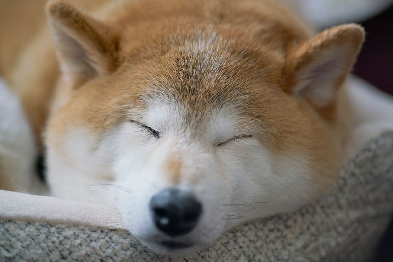 Shiba Inu