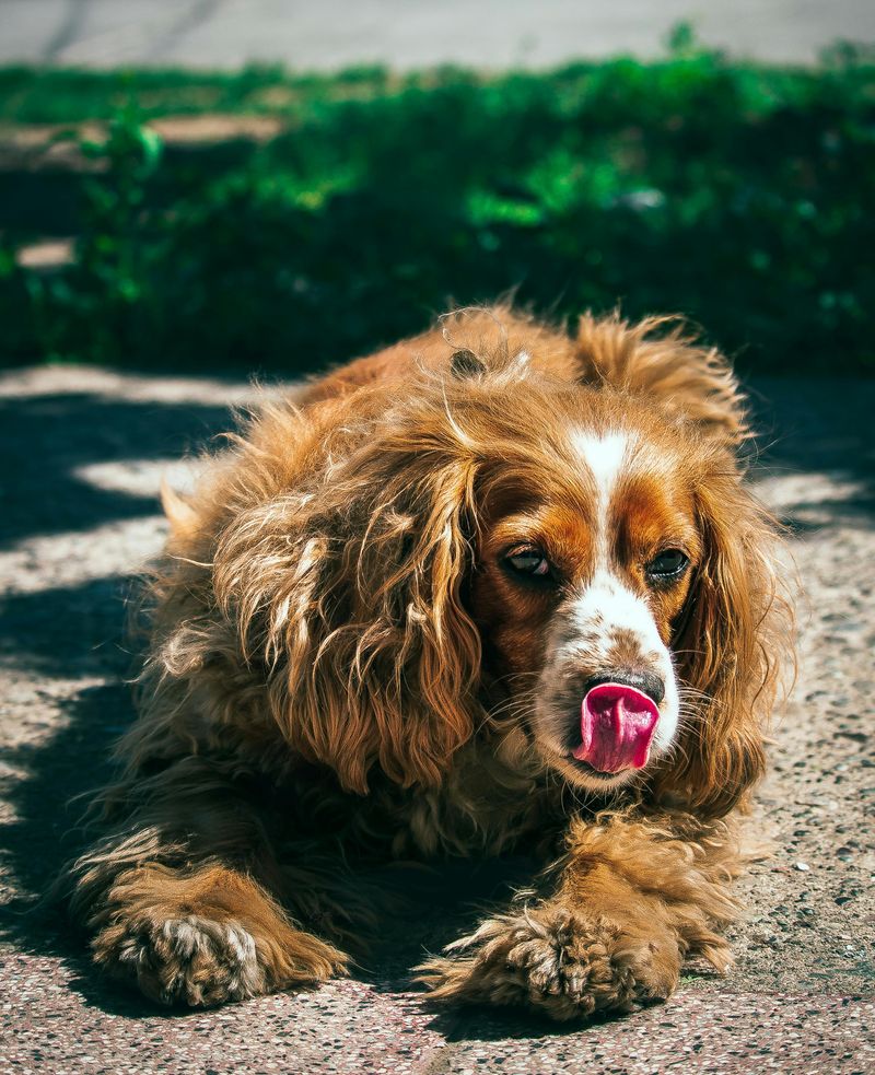If left alone too often, these 13 dog breeds can become anxious and withdrawn 14 Cocker Spaniel