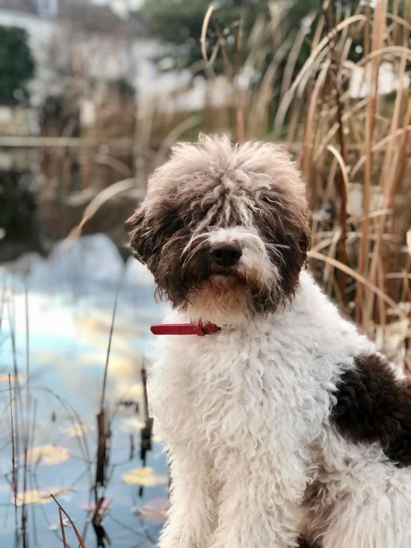 Lagotto Romagnolo