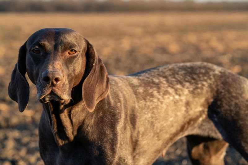 German Shorthaired Pointer