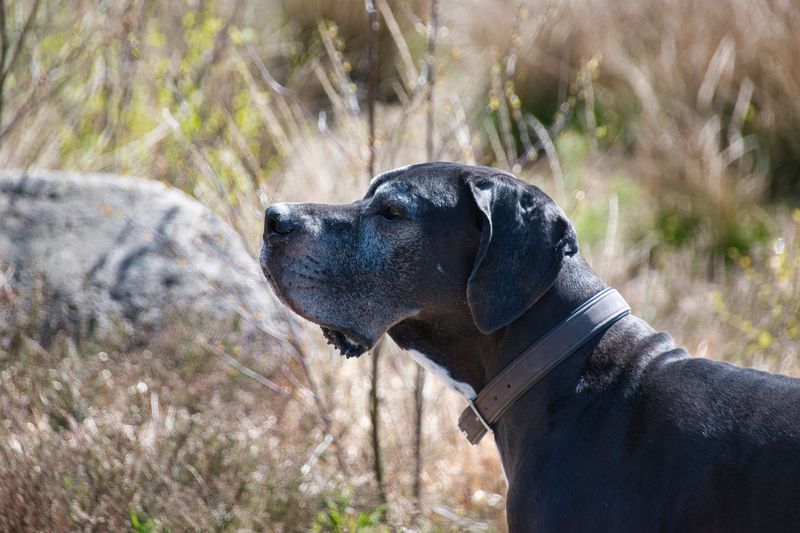 Great Dane