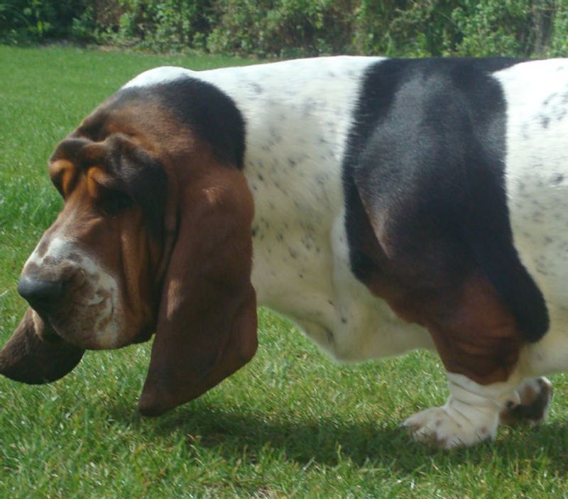 10 powerful dogs with impressive physical abilities - plus 2 that prefer a slower pace 12 Basset Hound: Nose First, Hurry Never