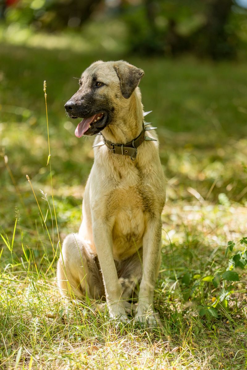 These dog breeds aren't desperate to win you over - and that's exactly why people keep misreading them 12 Anatolian Shepherd Dog