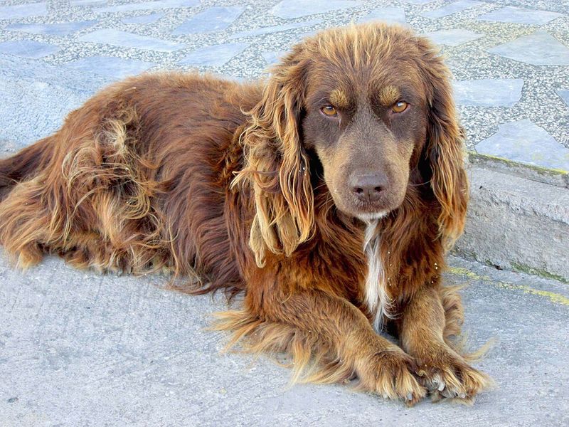 Fixating on people or animals