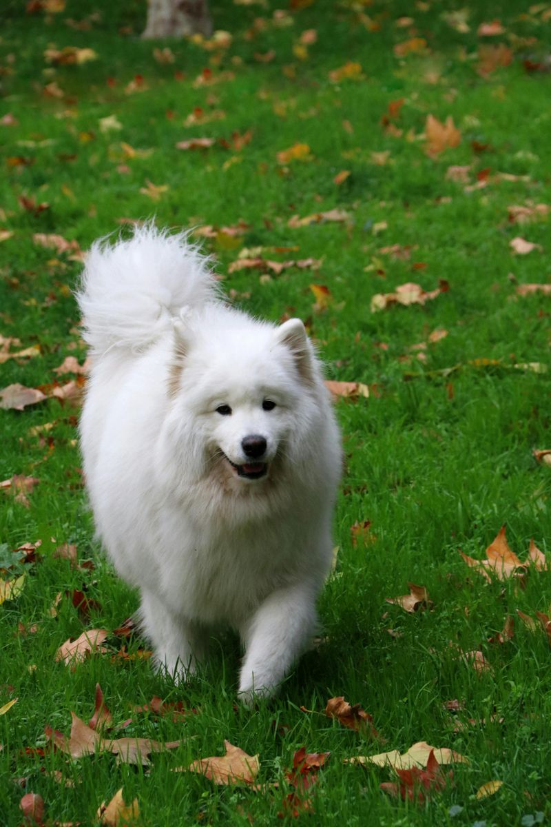 Japanese Spitz