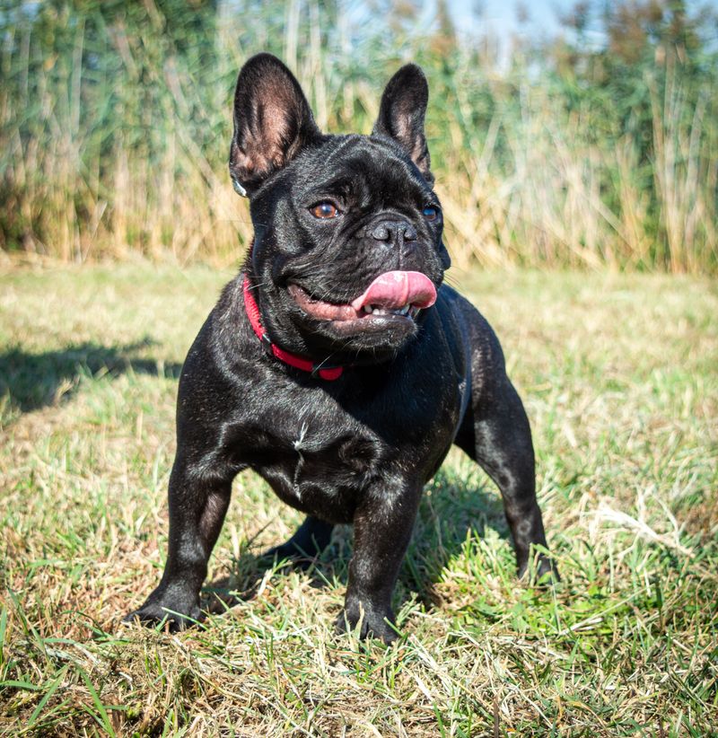 Your coworker has four paws now - these dog breeds can fit the home-office routine surprisingly well 2 French Bulldog