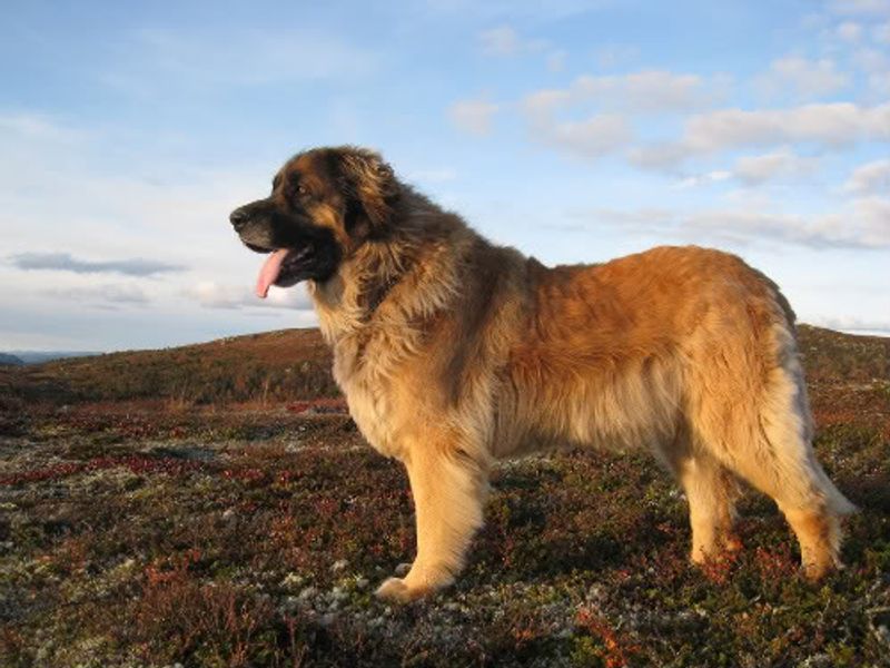 Patience may be one of the most underrated canine traits - These dog breeds show exactly why 9 Leonberger