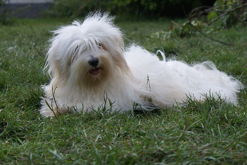 Coton De Tulear