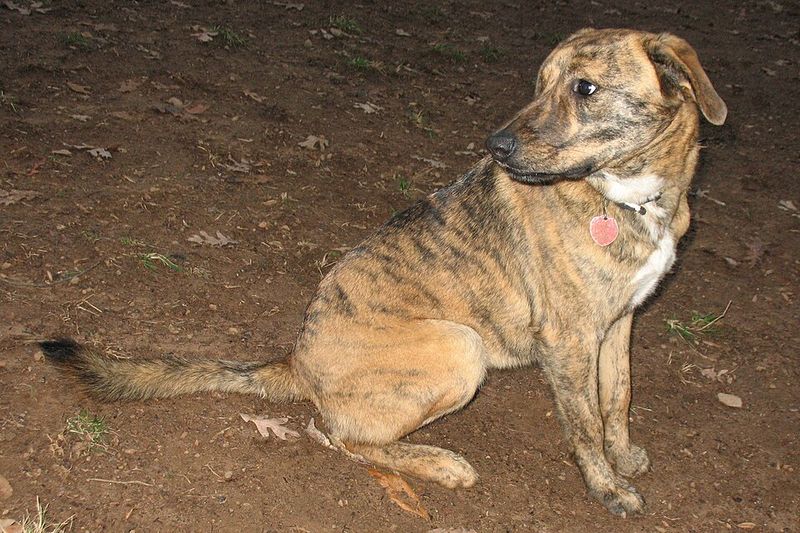These 10 brindle dogs combine striking looks with unforgettable personalities 6 Plott Hound