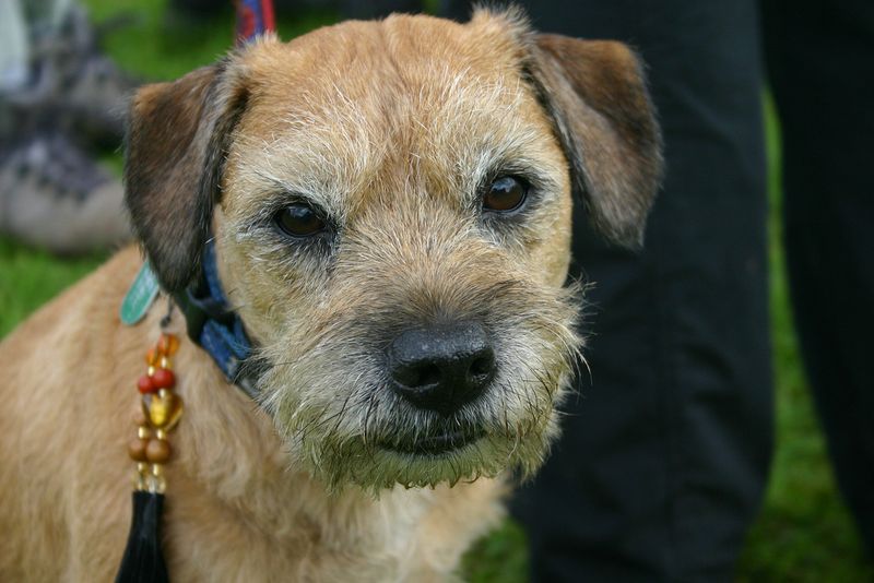 25 Dog Breeds Known for Their Long Lifespans 17 Border Terrier