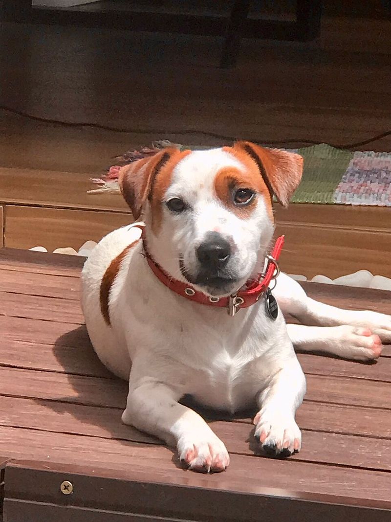 Jack Russell Terrier