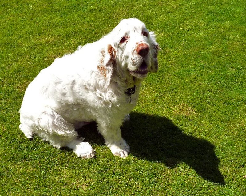 If fireworks worry you more than your dog, these breeds may surprise you 7 Clumber Spaniel