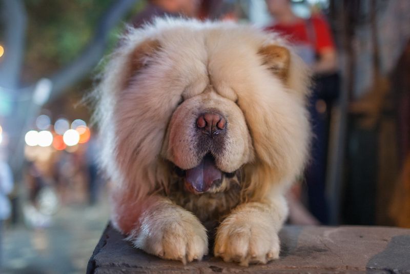 18 Dog Breeds That Often Don’t Match What New Owners Expect 11 Chow Chow