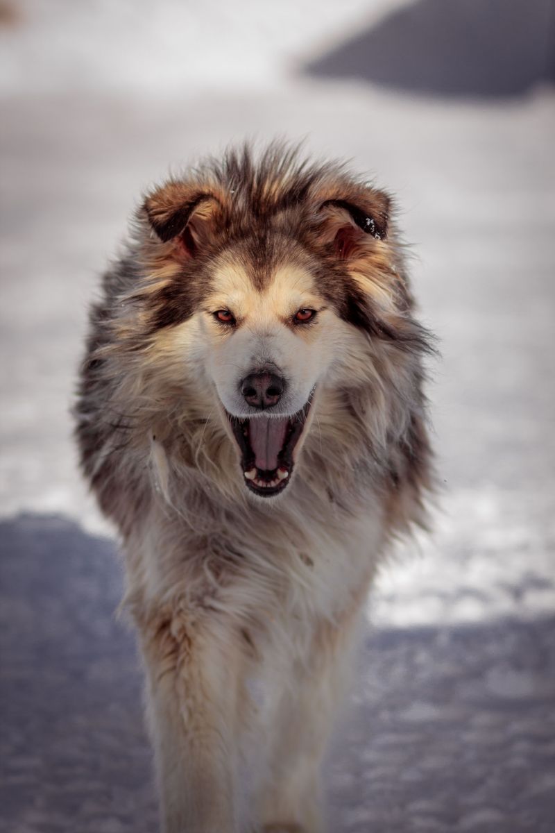 13 dog breeds that don't need everyone to love them – they just need one person who understands them 11 Alaskan Malamute