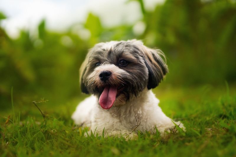 Looking for a confident companion that doesn't need endless space? These breeds deliver 9 Havanese