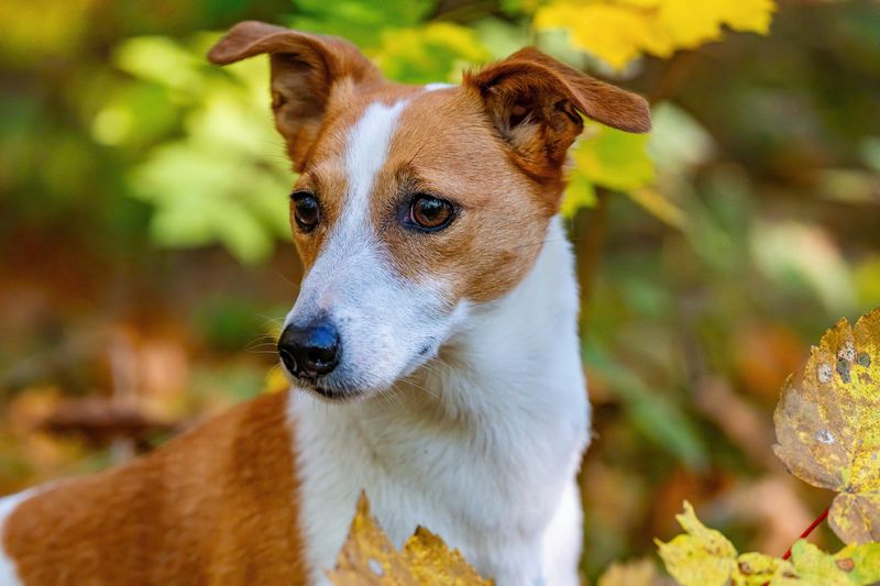 14 dog breeds that become fascinated with the same places on walks - and scent may explain why 5 Jack Russell Terrier