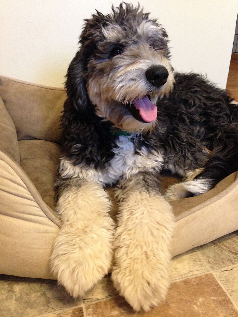 Saint Berdoodle (Saint Bernard + Poodle)