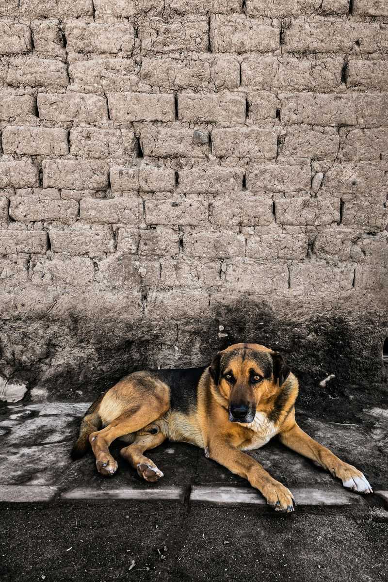 If left alone too often, these 13 dog breeds can become anxious and withdrawn 5 German Shepherd