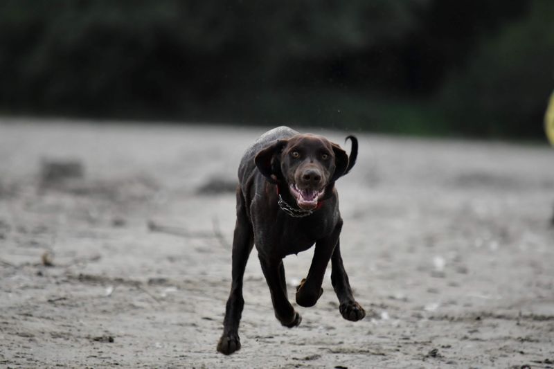 Labrador Retriever