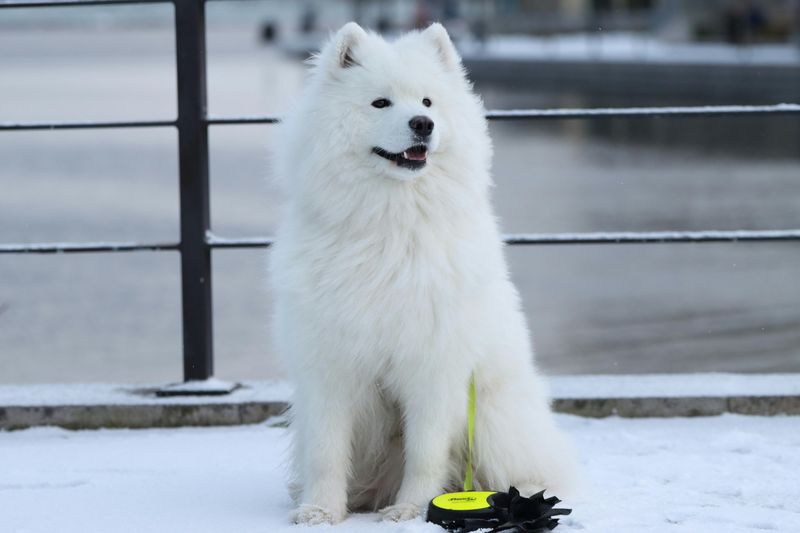 15 dog breeds that turn waiting into a dramatic, emotional performance 5 Samoyed