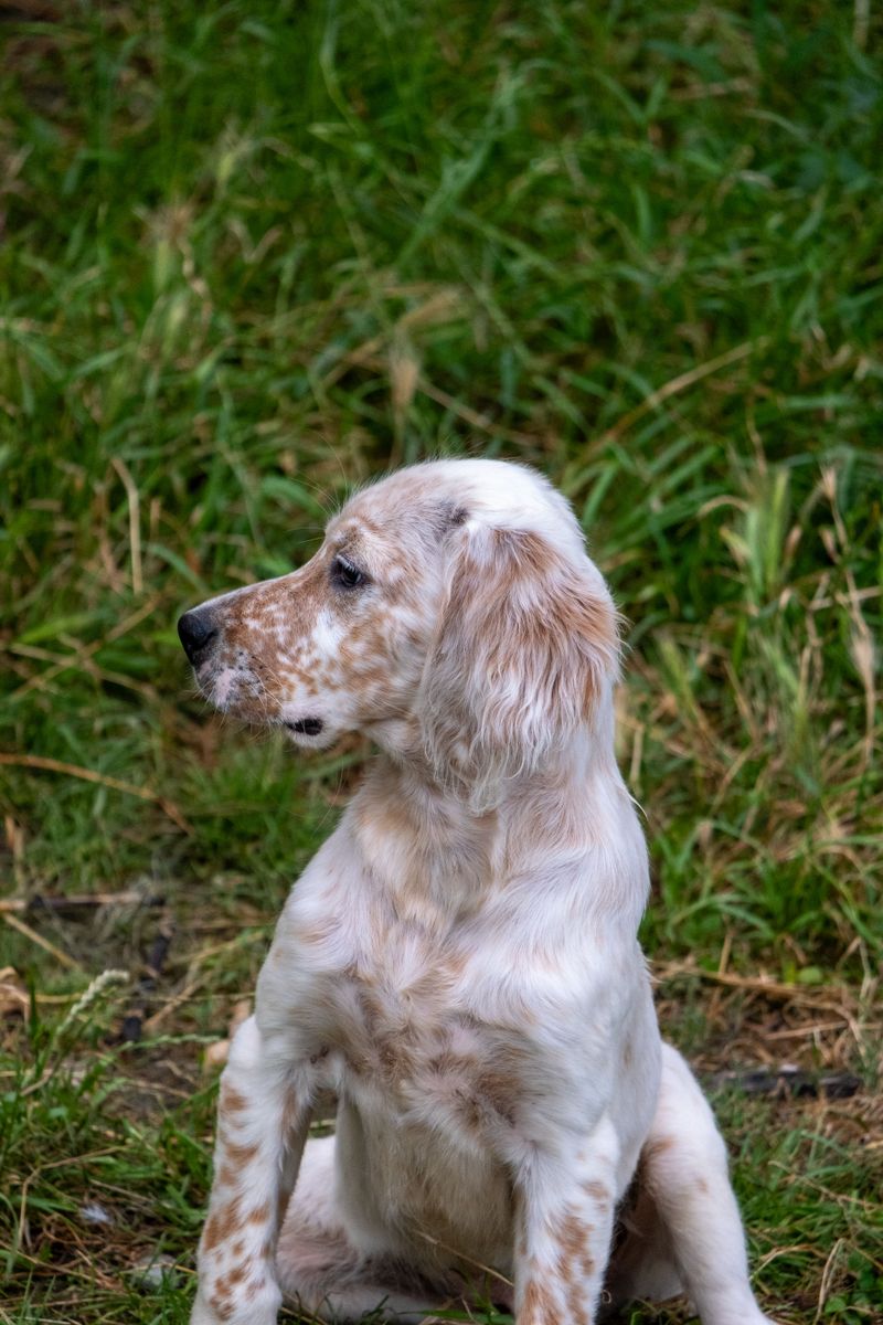 The strongest relationships aren't always the clingiest - and these 11 dog breeds prove it 8 English Setter