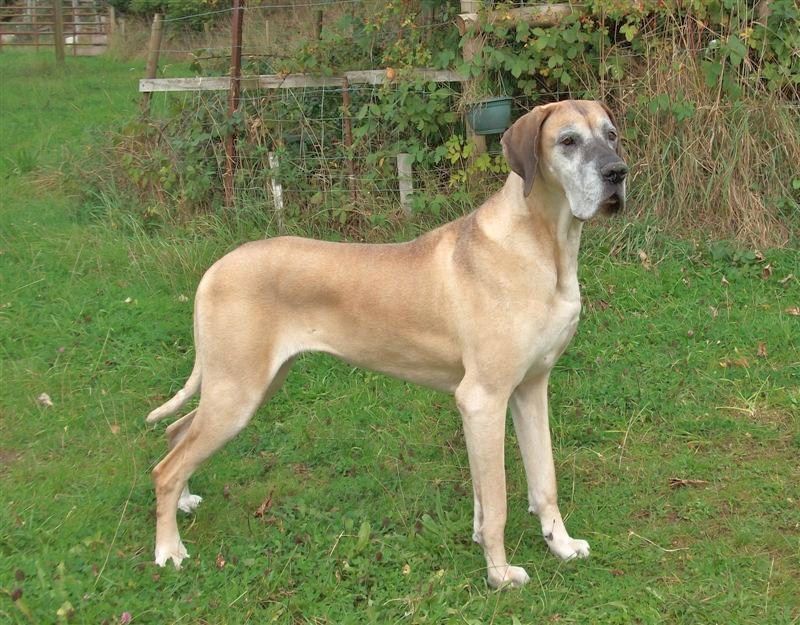 13 dog breeds that may never outsmart you - and somehow make you love them even more for it 12 Great Dane