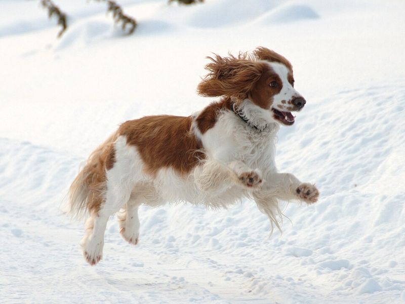 Welsh Springer Spaniel