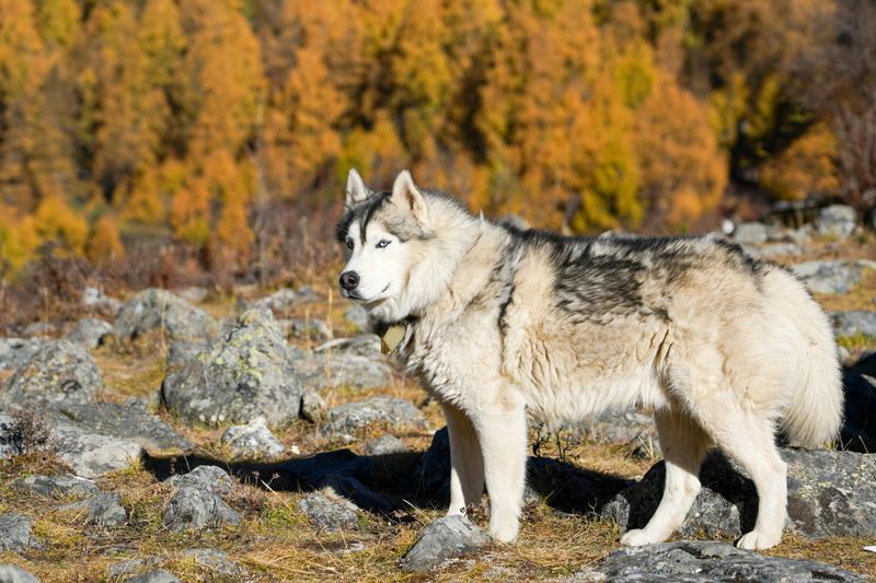 Siberian Husky
