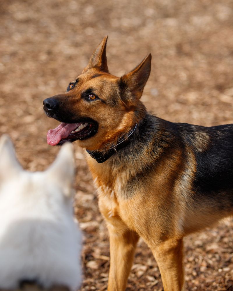 15 dog breeds that people keep recommending – but experienced owners know there's another side to the story 9 German Shepherd