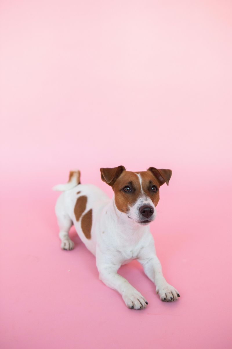 Jack Russell Terrier