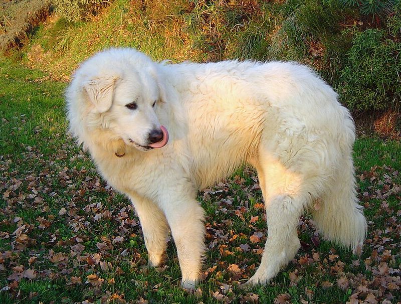 Maremmano-Abruzzese Sheepdog