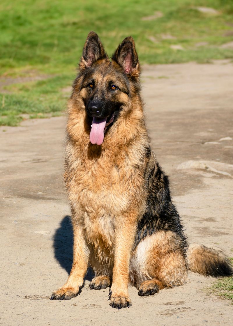 German Shepherd Dog