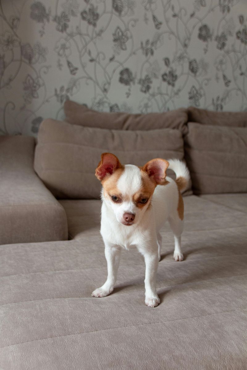 Chihuahua