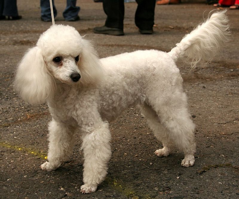 18 Friendly and Adaptable Dog Breeds Perfect for New Pet Owners 5 Poodle (Miniature or Standard)