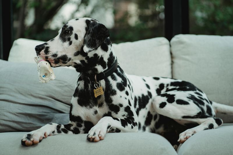Dalmatian