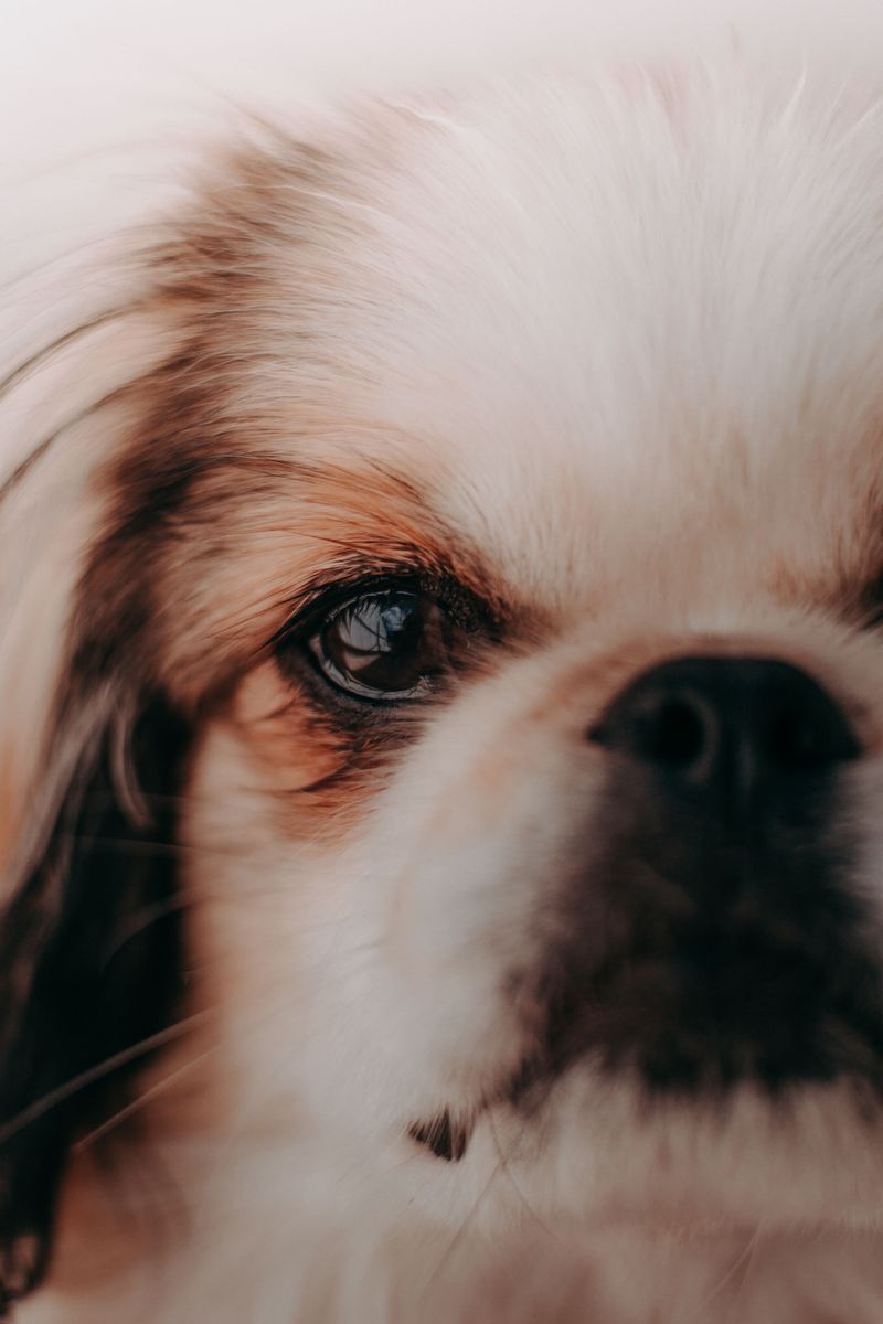 10 wonderfully calm dog breeds that make home life feel easier every day 7 Japanese Chin