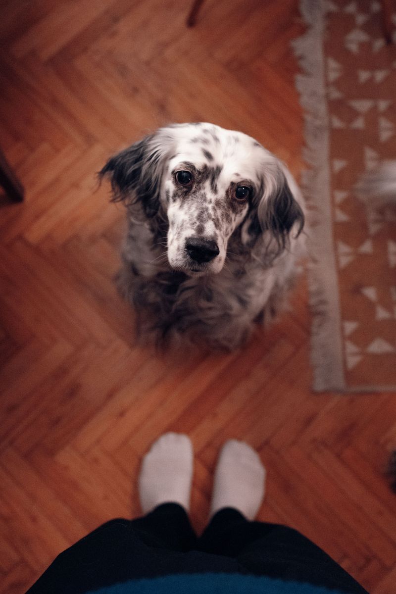 Looking for a naturally steady companion? These dog breeds rarely disappoint 11 English Setter