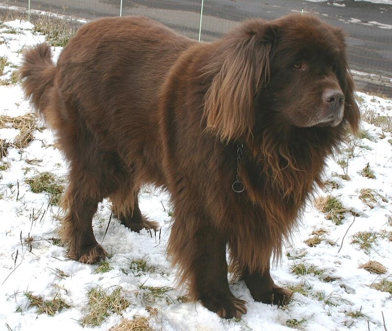 Owners often notice these dog breeds reacting to emotions others completely miss 10 Newfoundland