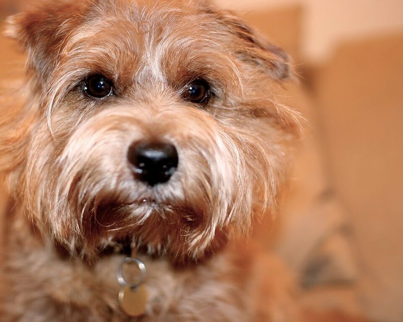 28 Small Dog Breeds Well-Suited for Apartment Living 26 Norfolk Terrier