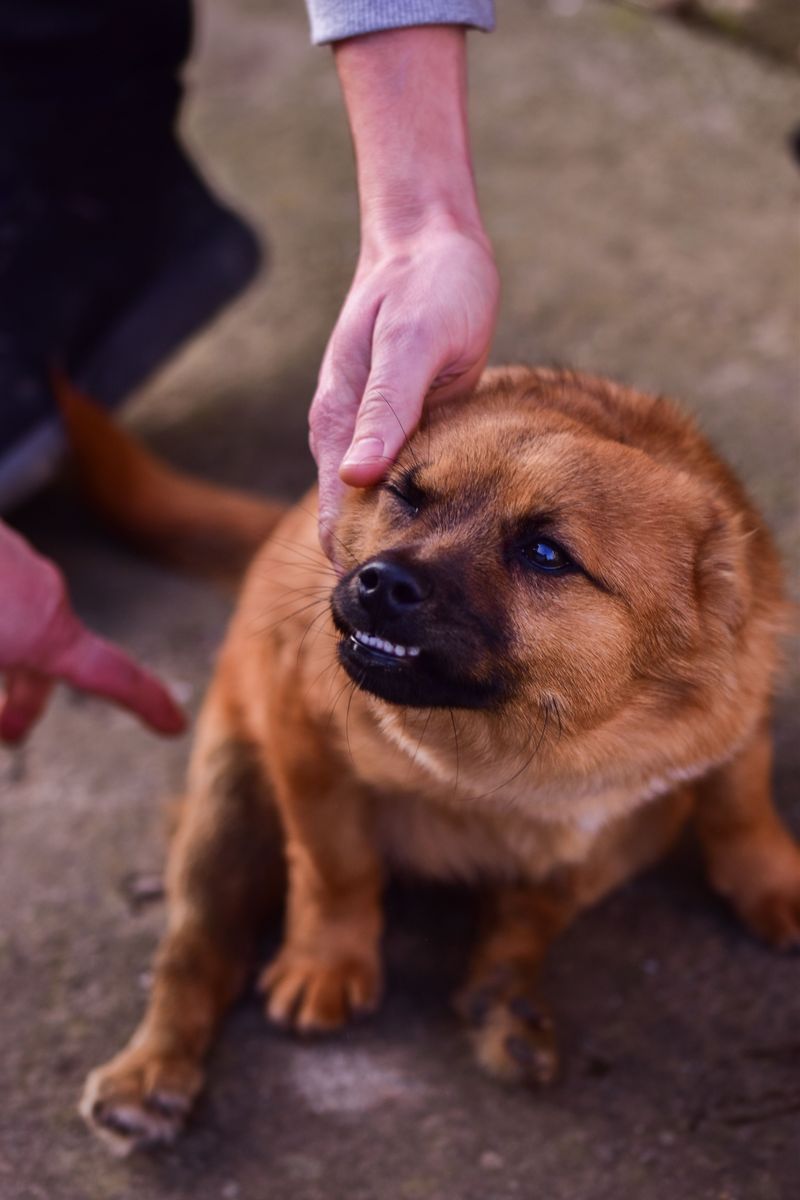 These 15 dog behavior mistakes are surprisingly common - even among knowledgeable owners 5 Punishing growling