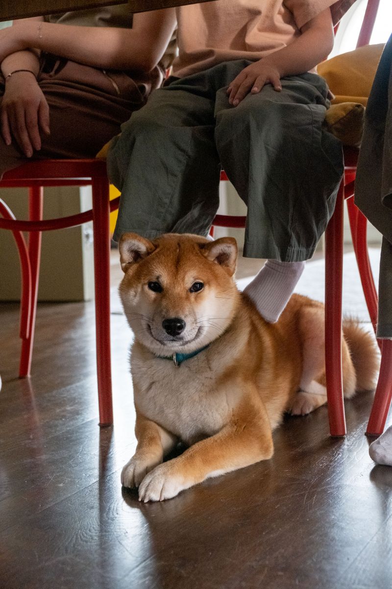 Shiba Inu: Cat-Like and Choosy