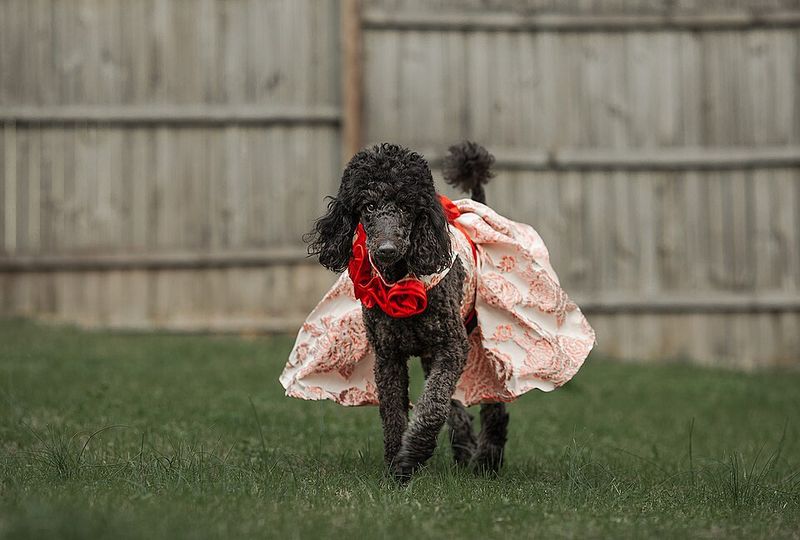 Smart dogs aren't automatically easier - These breeds can make boredom your problem too 4 Poodle