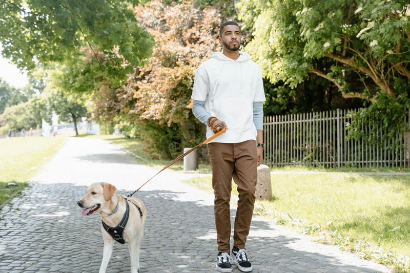 18 Everyday Habits That Lead to a Happier, Healthier Dog 2 Daily Walks