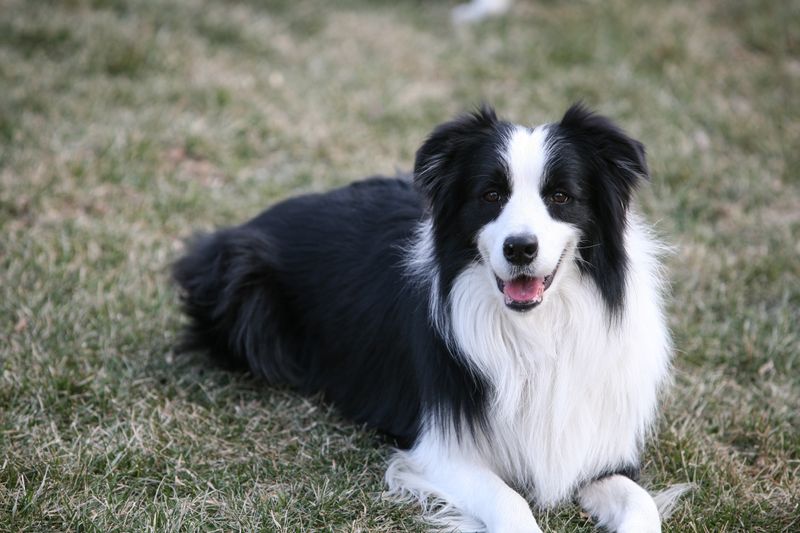 13 perfectly balanced mid-size dog breeds Americans are obsessed with right now 4 Border Collie