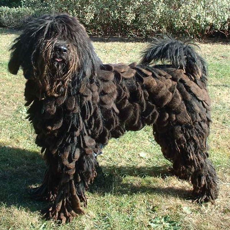 These 8 Italian dogs combine beauty, personality, and surprisingly great companionship 7 Bergamasco Sheepdog