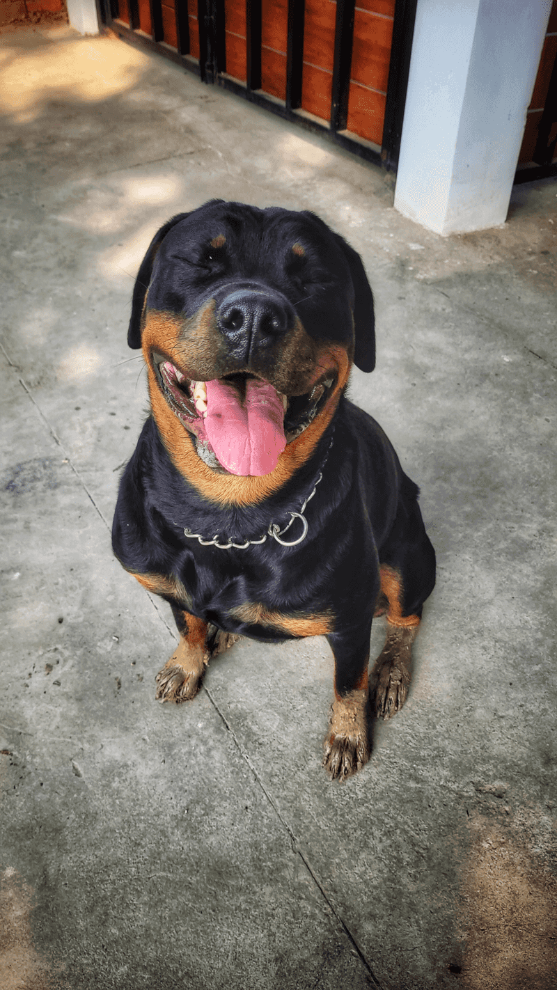 12 powerhouse dog breeds that can overwhelm unprepared owners fast 5 Rottweiler