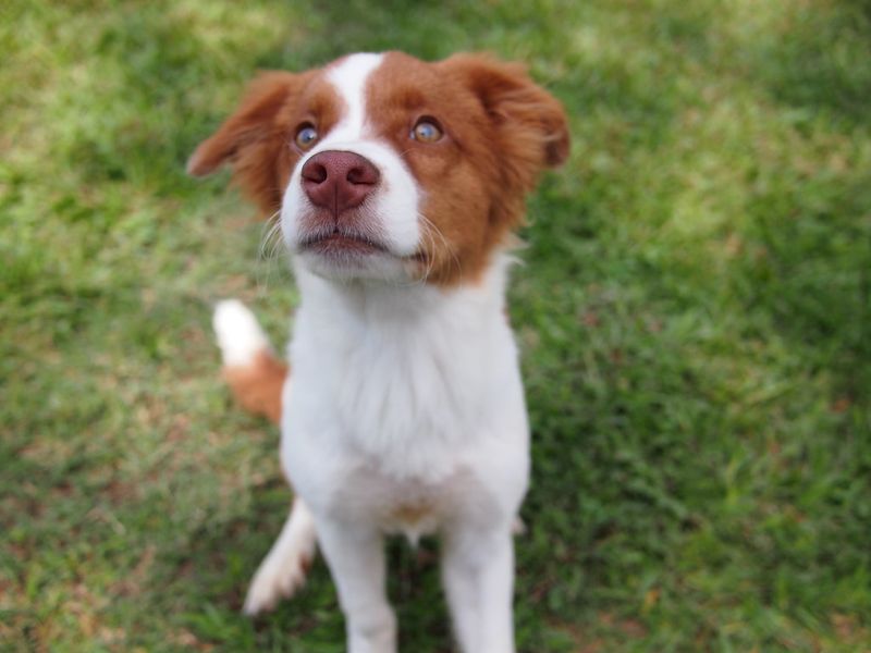 14 active dog breeds known for destructive behavior when under-stimulated 14 Brittany