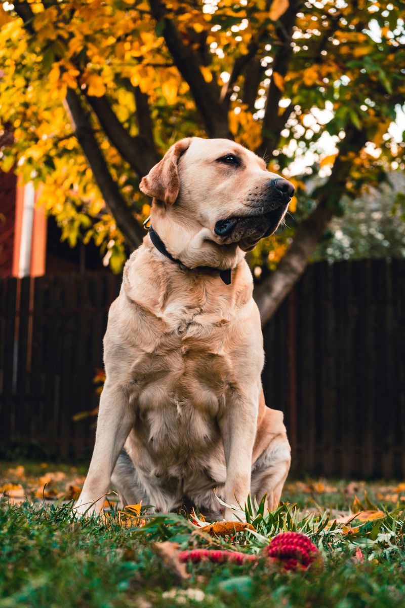 These Dog Breeds Are Showing Surprising Adaptability to Climate Change 6 Labrador Retriever