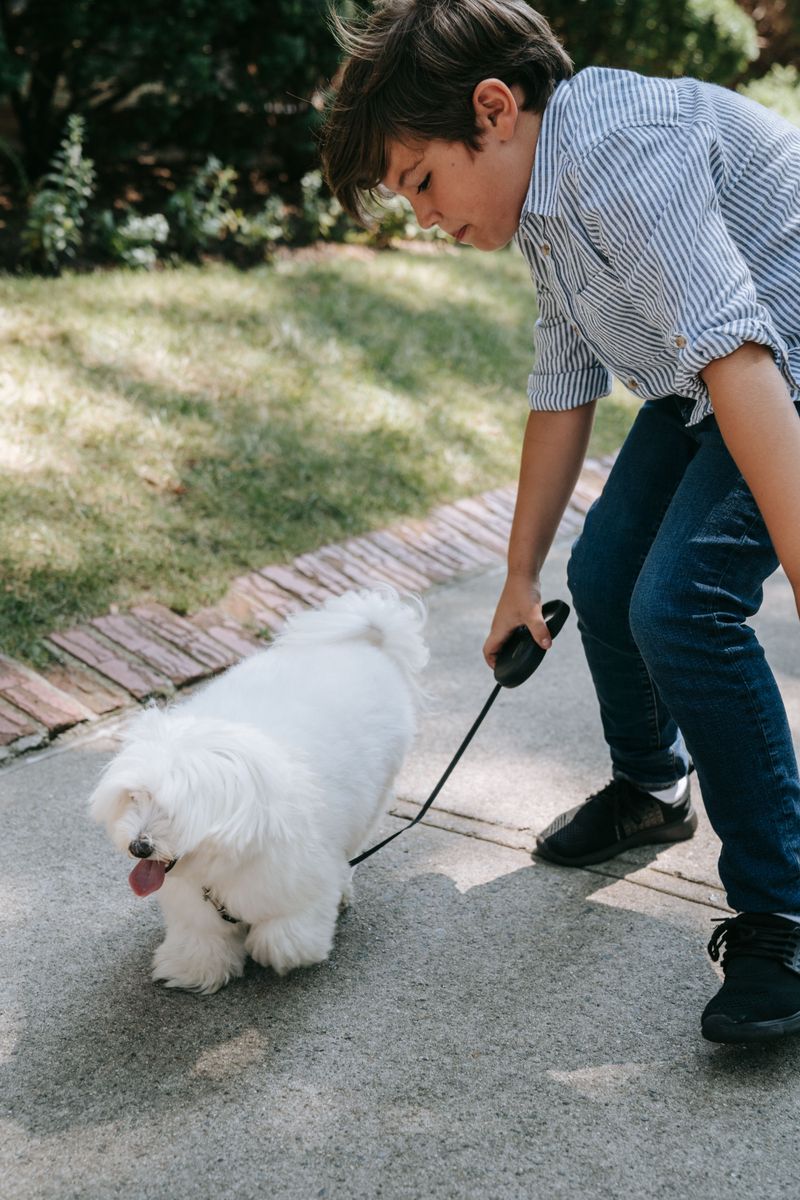 Coton de Tulear