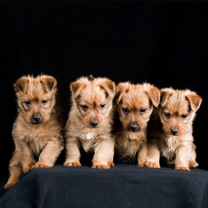 15 breeds that turn a new couch into a loyalty test 15 Australian Terrier